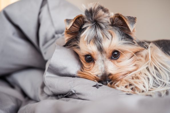 Sleeping With Your Dog – Hell Yeah Or Heck No?